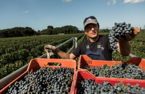 Prachtig rijpe, vers geoogste druiven