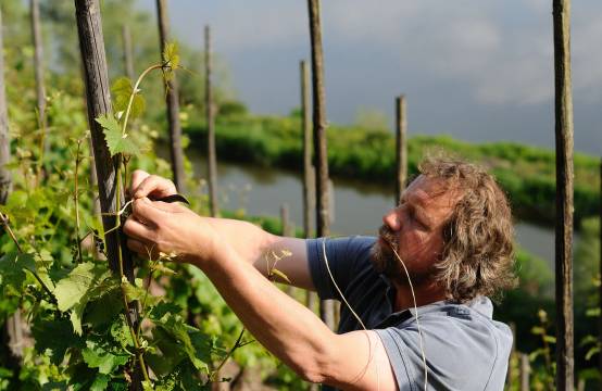 Clemens Busch in de wijngaarden