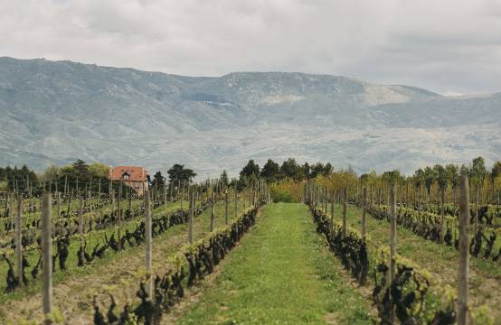 Oude stokken in de wijngaard